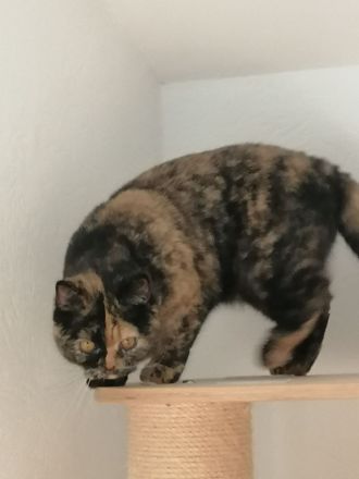 von Sofakelele (Nicht zum Verkauf)