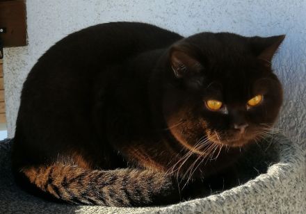 von Sofakelele (Nicht zum Verkauf)