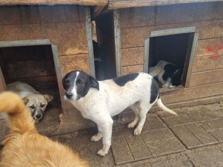Simon, toller Junghund mit viel Potenzial zum großartigen Familienhund, 8 Monate, 41 cm