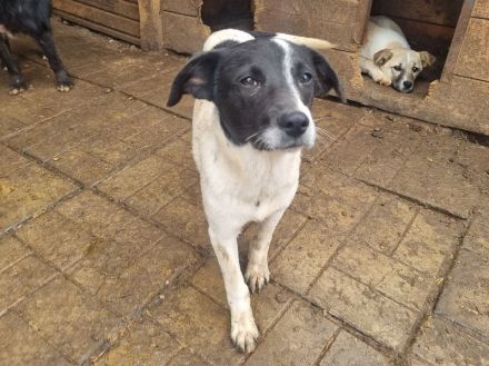 Simon, toller Junghund mit viel Potenzial zum großartigen Familienhund, 8 Monate, 41 cm