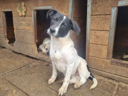 Simon, toller Junghund mit viel Potenzial zum großartigen Familienhund, 8 Monate, 41 cm