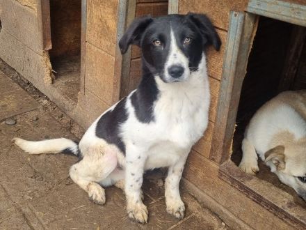 Sancho, ein treuer und sensibler Begleiter fürs Leben, ca. 8 Monate, 45 cm
