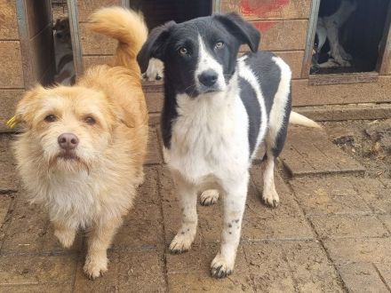 Sancho, ein treuer und sensibler Begleiter fürs Leben, ca. 8 Monate, 45 cm