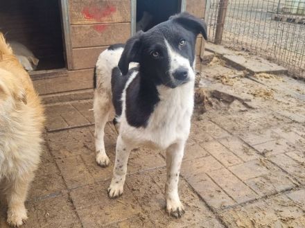 Sancho, ein treuer und sensibler Begleiter fürs Leben, ca. 8 Monate, 45 cm