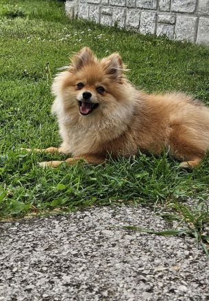 Männlicher Pomeranian