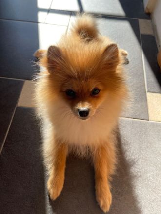Männlicher Pomeranian