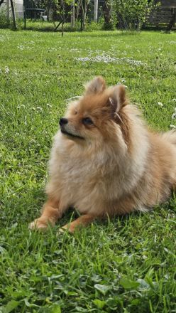 Männlicher Pomeranian