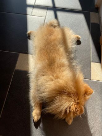 Männlicher Pomeranian