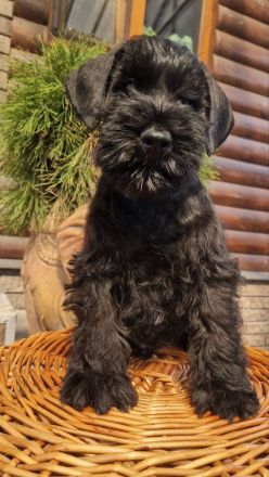 Drei Reinrassige Zwergschnauzer Rüden ( ein Schwarz-Silber und zwei schwarz)