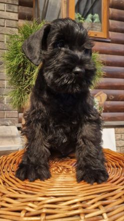 Drei Reinrassige Zwergschnauzer Rüden ( ein Schwarz-Silber und zwei schwarz)