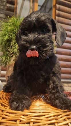 Drei Reinrassige Zwergschnauzer Rüden ( ein Schwarz-Silber und zwei schwarz)