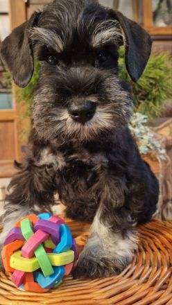 Drei Reinrassige Zwergschnauzer Rüden ( ein Schwarz-Silber und zwei schwarz)