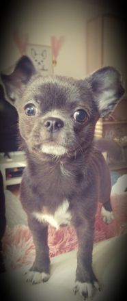 Deckrüde Naylo blue Apfelkopf Chihuahua