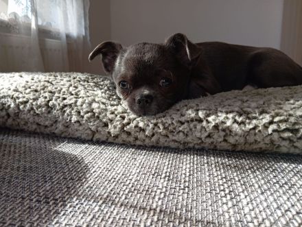 Deckrüde Naylo blue Apfelkopf Chihuahua