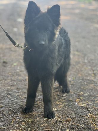 Schwarze Schäferhündin