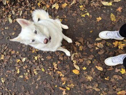 Pomsky sucht neues Zuhause