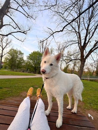 Pomsky sucht neues Zuhause
