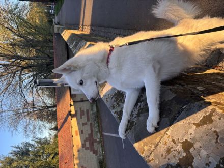 Pomsky sucht neues Zuhause