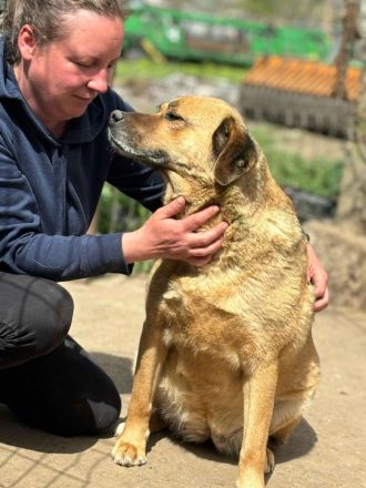 Molly sucht ihr Für-immer-Zuhause