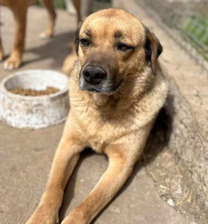 Molly sucht ihr Für-immer-Zuhause