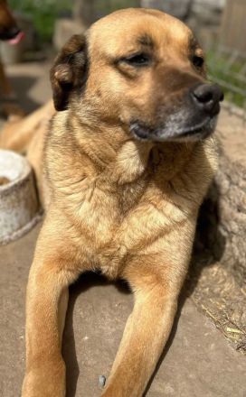 Molly sucht ihr Für-immer-Zuhause