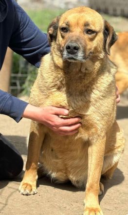 Molly sucht ihr Für-immer-Zuhause