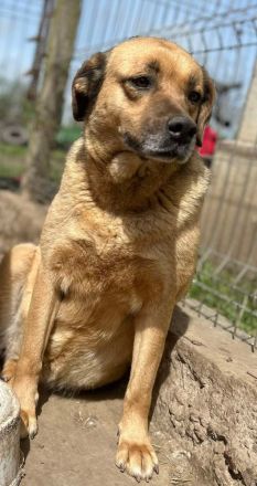 Molly sucht ihr Für-immer-Zuhause