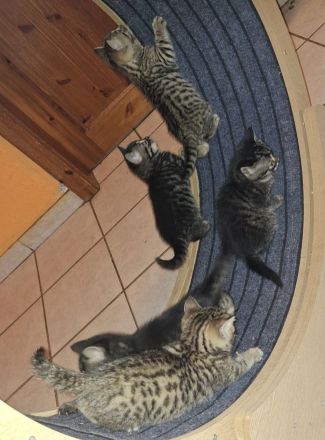 Rassemixkitten Bengal x BKH (blau)