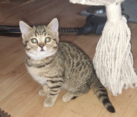 Rassemixkitten Bengal x BKH (blau)