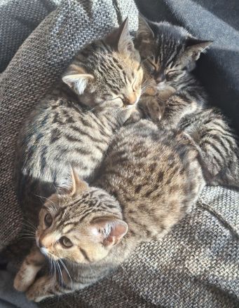 Rassemixkitten Bengal x BKH (blau)