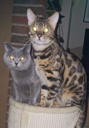 Rassemixkitten Bengal x BKH (blau)