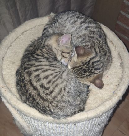 Rassemixkitten Bengal x BKH (blau)