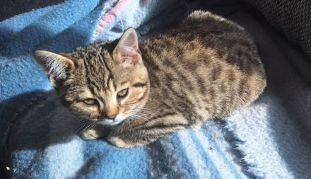 Rassemixkitten Bengal x BKH (blau)