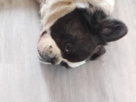 Französiche Bulldogge Privatvermittlung