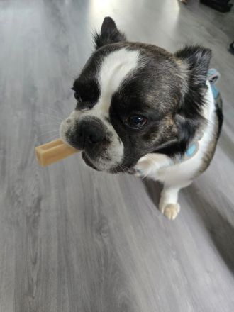 Französiche Bulldogge Privatvermittlung