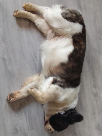 Französiche Bulldogge Privatvermittlung