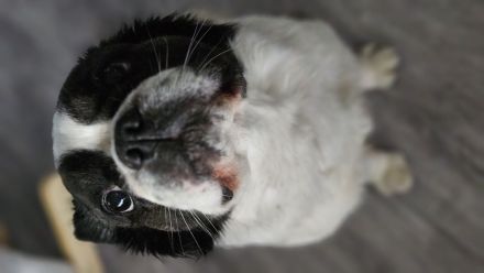 Französiche Bulldogge Privatvermittlung