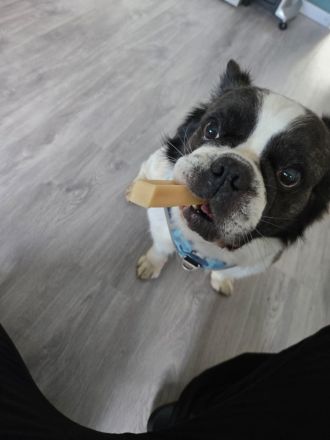 Französiche Bulldogge Privatvermittlung