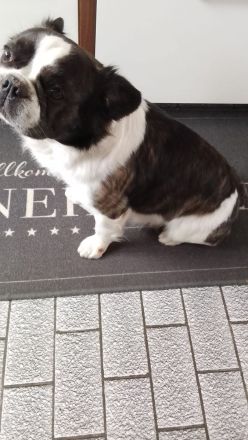 Französiche Bulldogge Privatvermittlung
