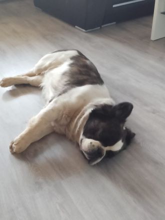 Französiche Bulldogge Privatvermittlung