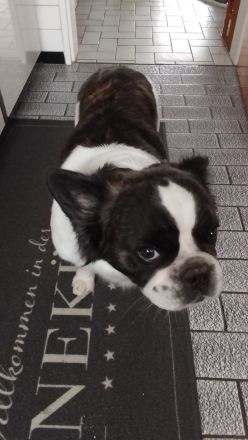 Französiche Bulldogge Privatvermittlung