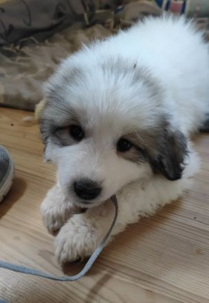 Pyrenaeenberghund Welpen Ende Mai abzugeben