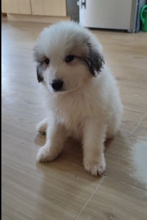 Pyrenaeenberghund Welpen Ende Mai abzugeben