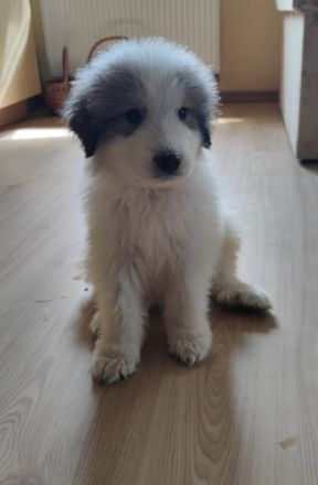 Pyrenaeenberghund Welpen Ende Mai abzugeben