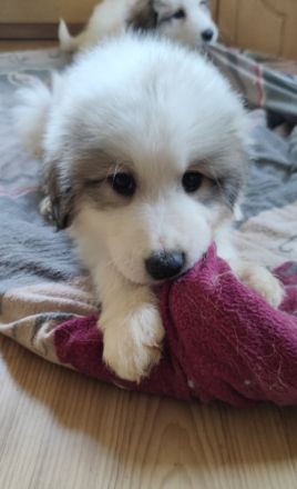 Pyrenaeenberghund Welpen Ende Mai abzugeben