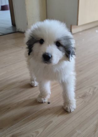 Pyrenaeenberghund Welpen Ende Mai abzugeben