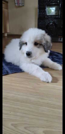 Pyrenaeenberghund Welpen Ende Mai abzugeben