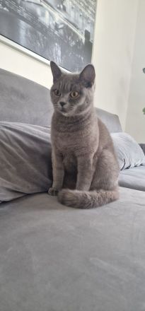 Liebevolle BKH katze