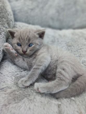 Liebevolle BKH katze