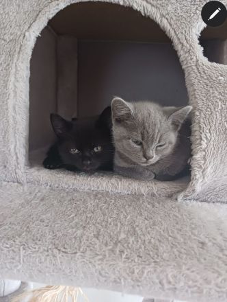 Liebevolle BKH katze